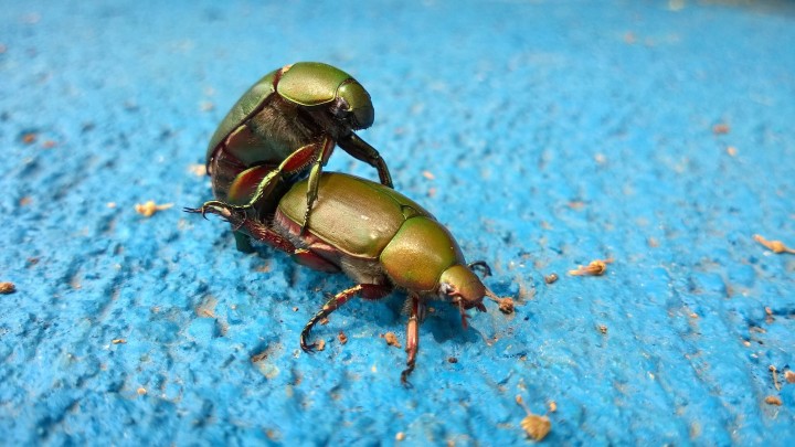 Beetles having sex